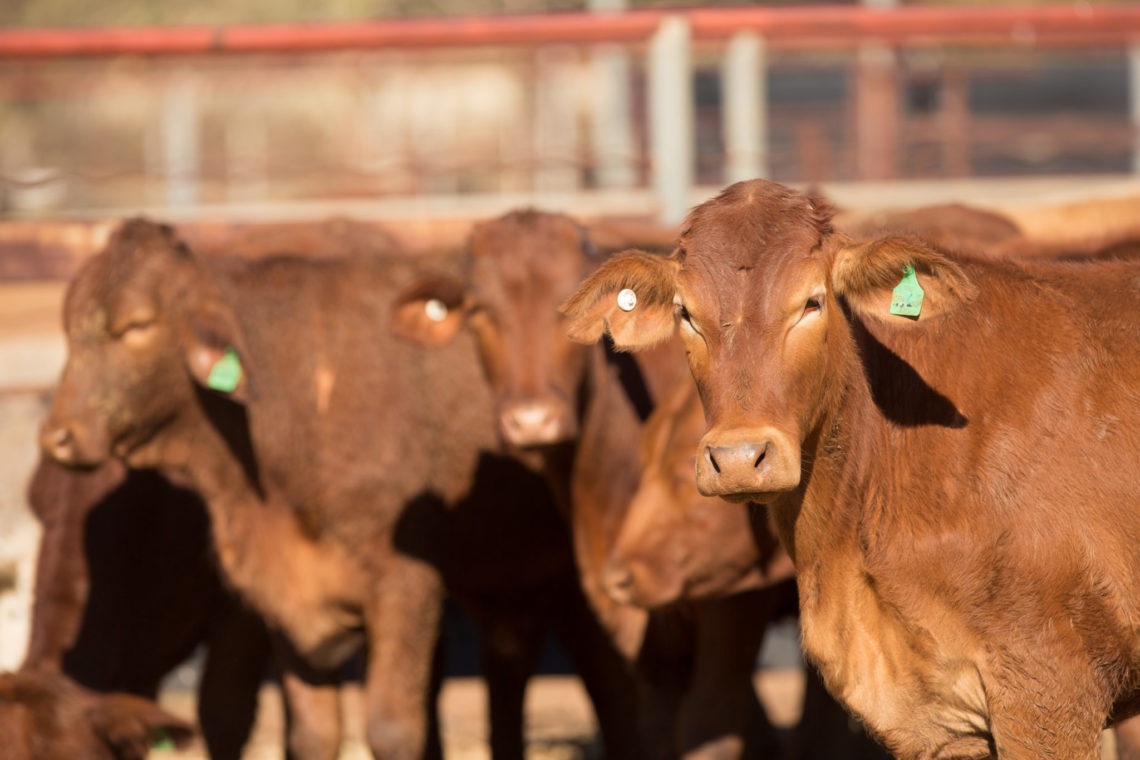 Goondiwindi Regional Council gives $85m beef abattoir the green light
