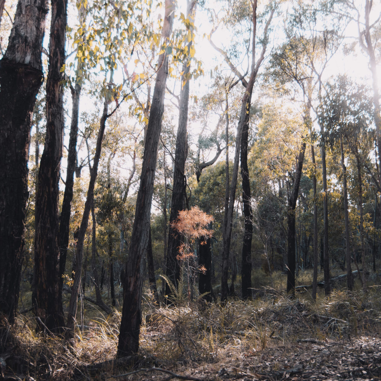 Aboriginal Heritage Impact assessment. Orange NSW